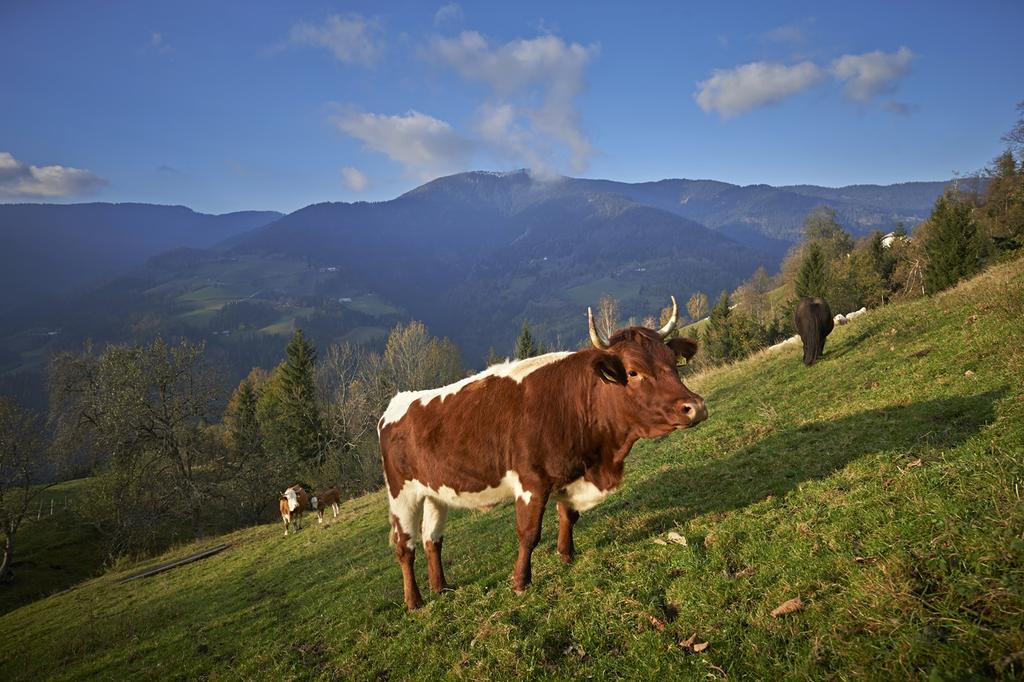 Tourist Farm Kladje Ljubno Exterior foto
